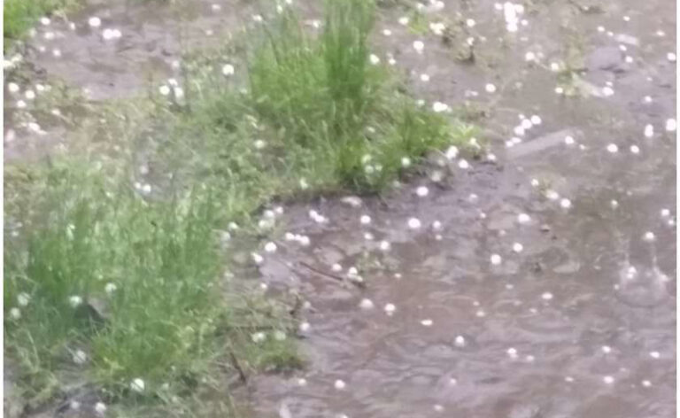 gori